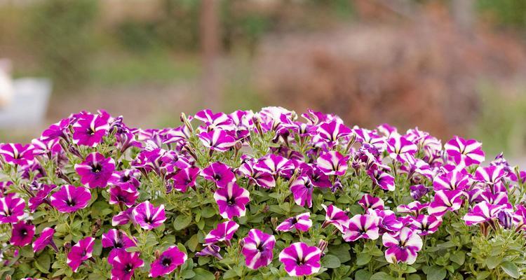 家庭小花坛适合种什么花？哪种花盆更合适？