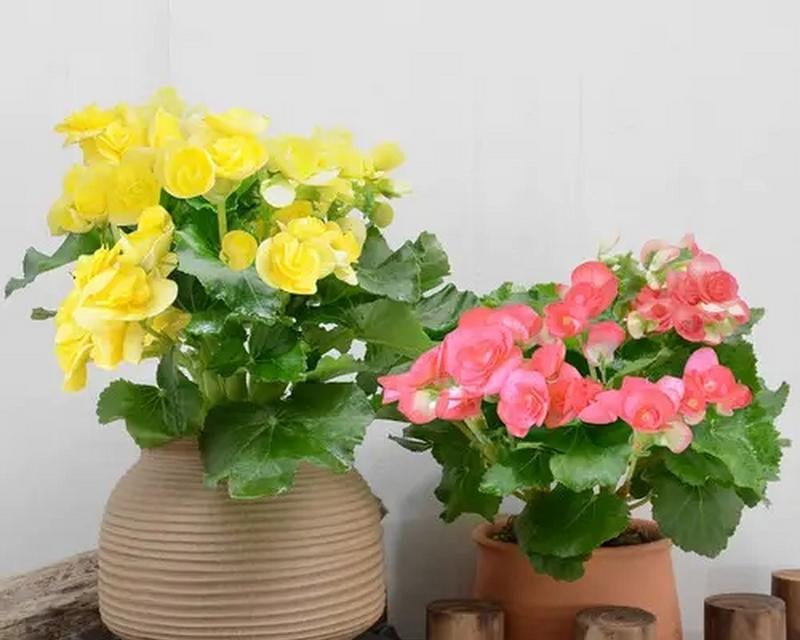 家庭小花坛适合种什么花？哪种花盆更合适？