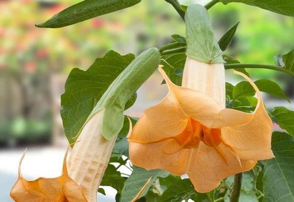 曼陀罗花语是什么？它代表了哪些意义？