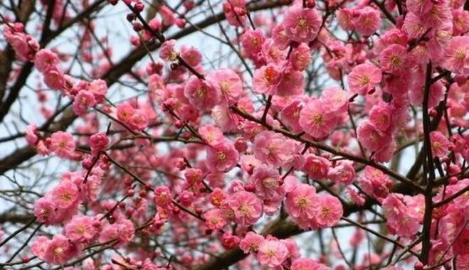 梅州市花梅花象征什么？梅花寓意有哪些？