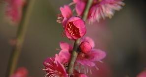 梅州市花梅花象征什么？梅花寓意有哪些？