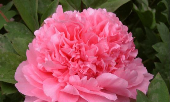 牡丹花代表什么象征意义？如何理解牡丹的花语？