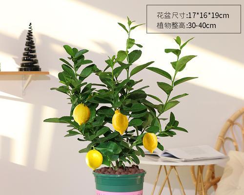 柠檬象征着什么意义？如何理解柠檬在文化中的象征含义？