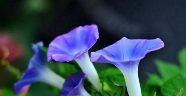 牵牛花代表什么意思？牵牛花的花语和象征意义是什么？