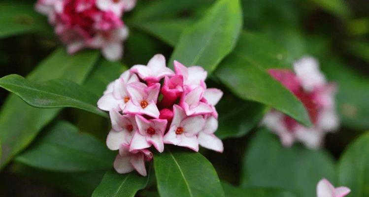 瑞香花代表什么？瑞香花花语有哪些含义？