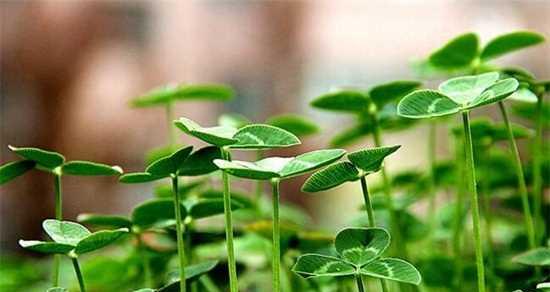 三叶草代表什么？花语和寓意有哪些常见问题解答？