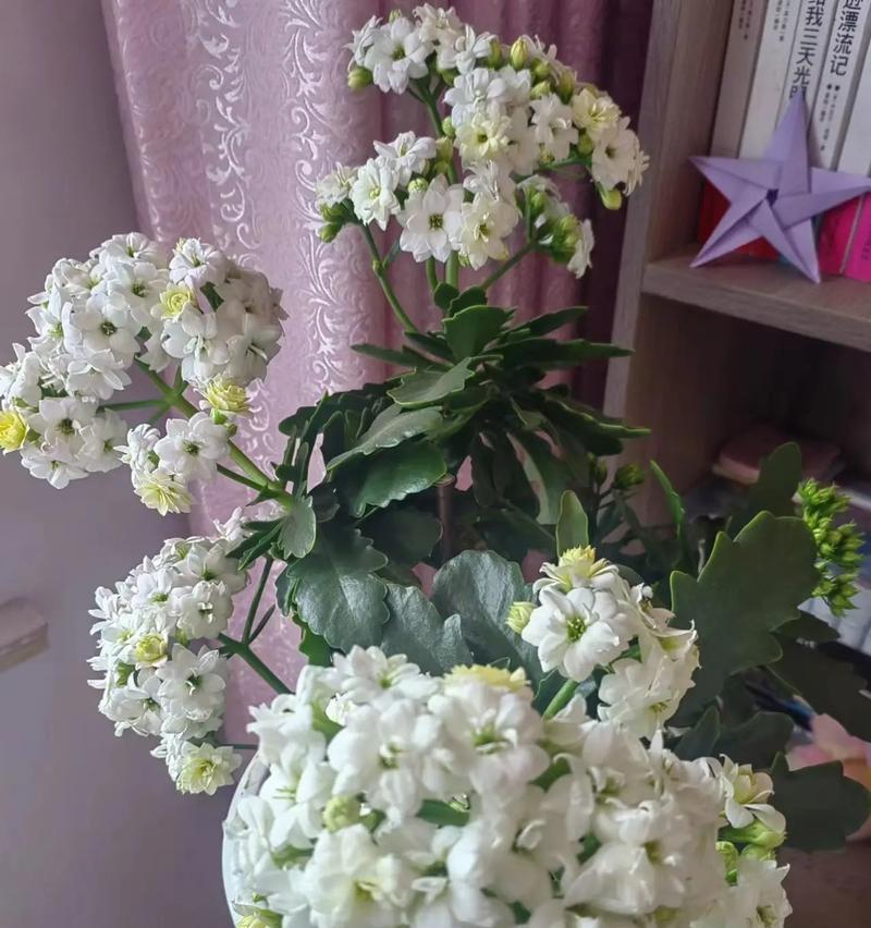 什么花代表快乐？寻找最能表达快乐情感的花卉有哪些？