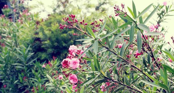 夹竹桃的花语是什么？夹竹桃寓意有何特别之处？