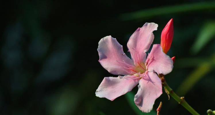 夹竹桃的花语是什么？夹竹桃寓意有何特别之处？