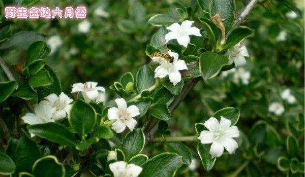 金边六月雪代表什么？如何在风水中应用？