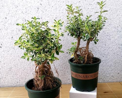 金边六月雪花语是什么意思？如何正确理解和使用？