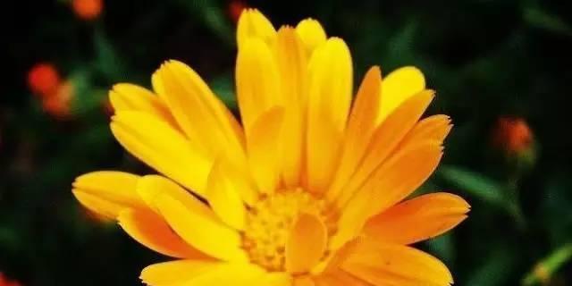 金盏花的花语是什么？了解金盏花的象征意义和用途？
