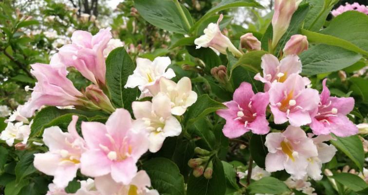 锦带花的花语和寓意是什么？如何正确理解锦带花的象征意义？