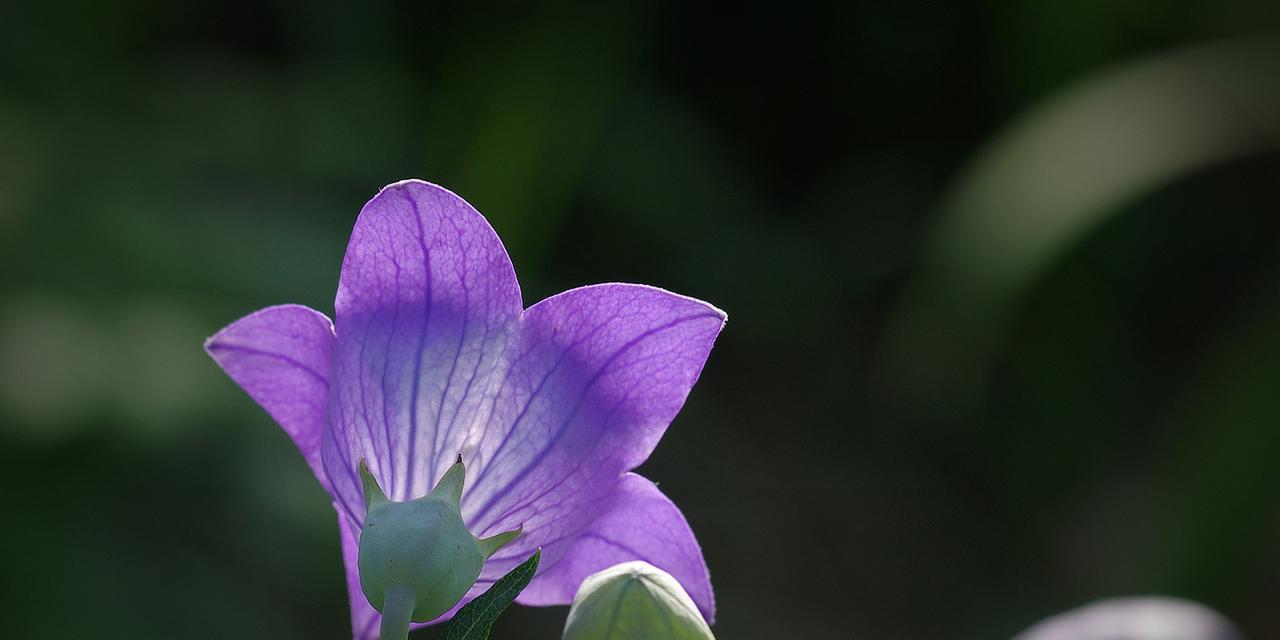 桔梗花语是什么意思？桔梗花代表的含义有哪些？