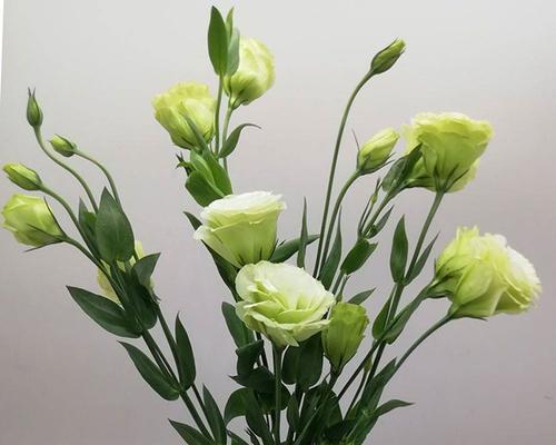 桔梗花的寓意是什么？桔梗花象征着什么含义？