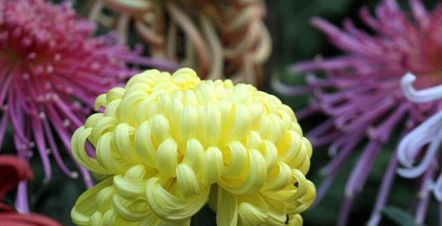 菊花的寓意有哪些？不同颜色和数量的菊花代表什么含义？