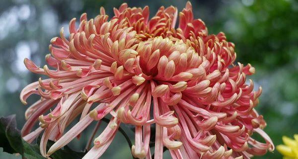菊花在中国寓意是什么？菊花的象征意义有哪些？
