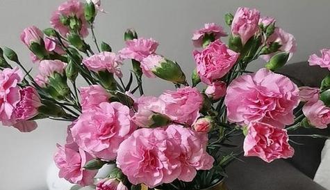 康乃馨花语代表什么？不同颜色康乃馨的含义有哪些？