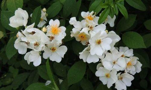 荼蘼的花语和象征是什么？如何解读荼蘼的深层含义？