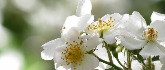 荼蘼花的花语是什么？如何解读荼蘼花的深层含义？