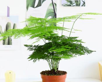 文竹花语是什么？文竹背后有哪些美丽的故事？