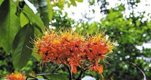 无忧花的花语是什么？如何正确解读无忧花的含义？