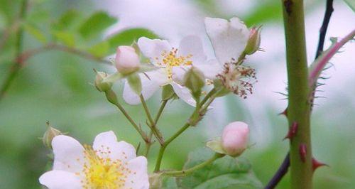 野蔷薇花语是什么？它代表了哪些意义？