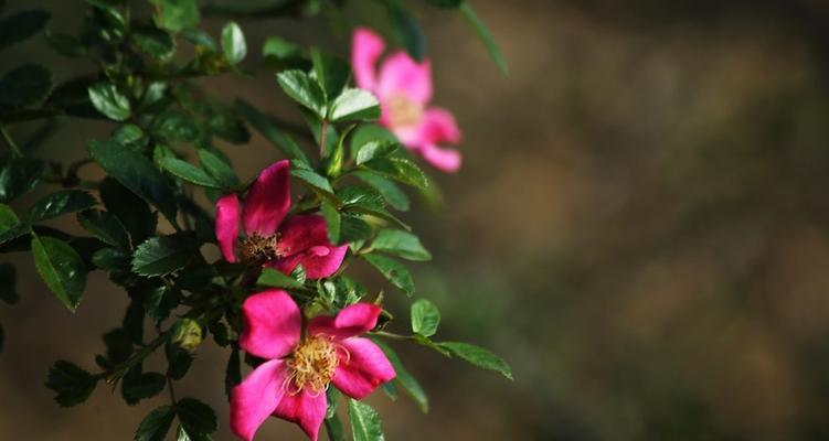 野蔷薇象征着什么？它的花语和文化含义是什么？
