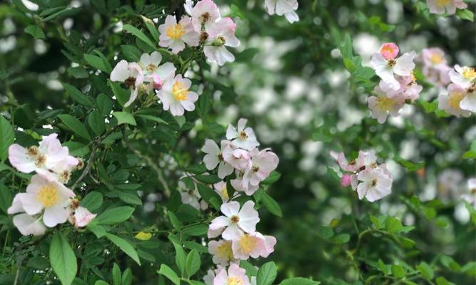 野蔷薇象征着什么？它的花语和文化含义是什么？