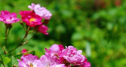 野蔷薇象征着什么？它的花语和文化含义是什么？