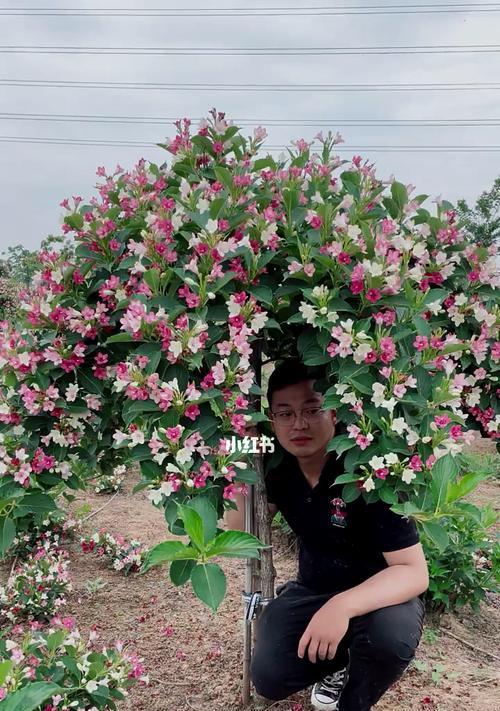 锦带花花语是什么意思？如何正确解读锦带花的含义？
