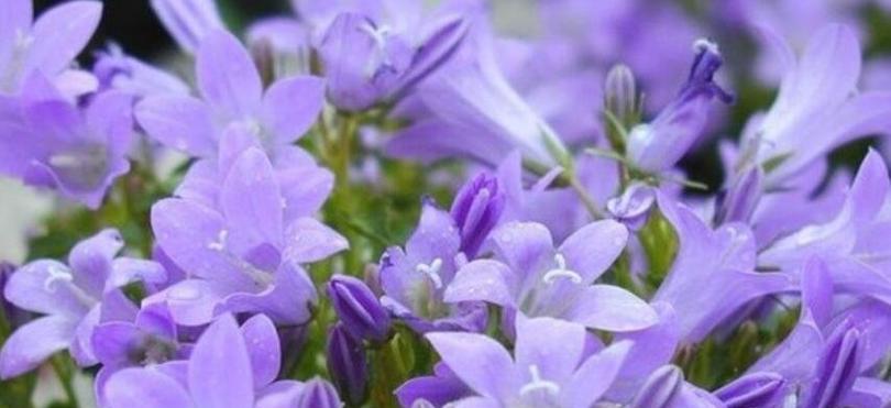 桔梗花的花语是什么？了解其象征意义和文化背景？