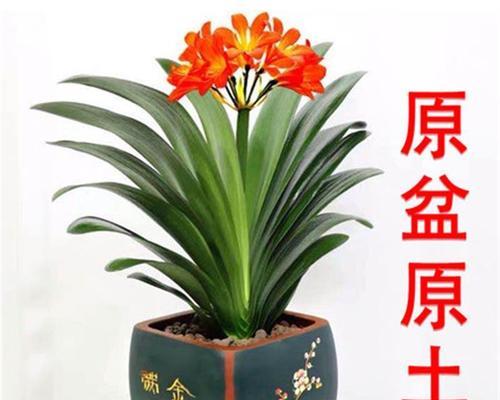 君子兰开花代表什么？君子兰开花的深层含义是什么？