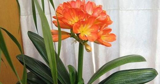 君子兰开花代表什么？君子兰开花的深层含义是什么？