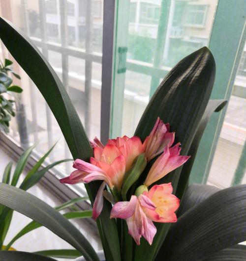 君子兰开花寓意是什么？如何解读君子兰的花语？