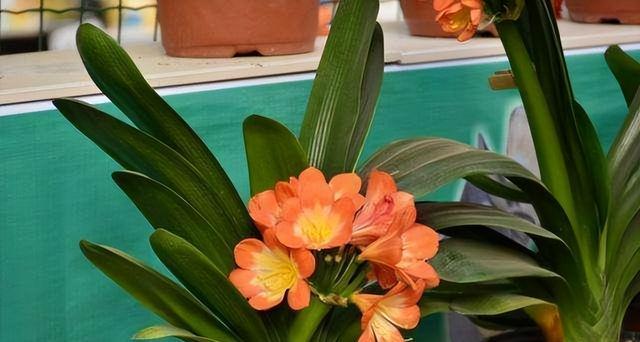 君子兰开花寓意是什么？如何解读君子兰的花语？