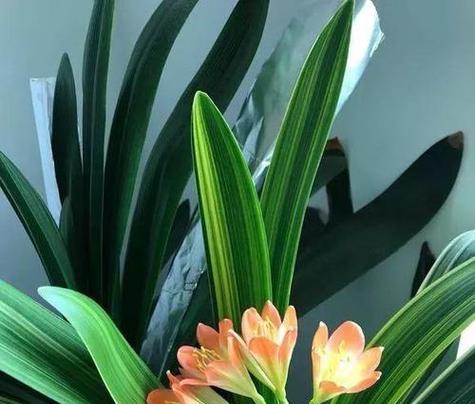 君子兰寓意是什么？花语有哪些含义？