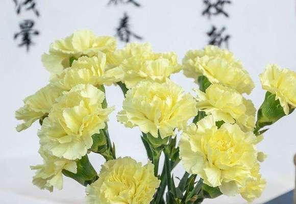 康乃馨白色花语是什么？白色康乃馨代表了哪些情感？