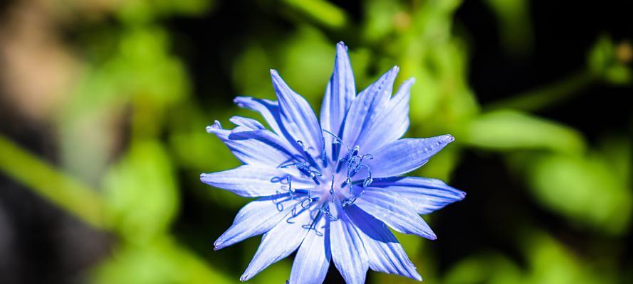 蓝色矢车菊代表什么？花语和寓意有哪些？