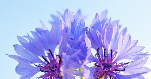 蓝色矢车菊代表什么？花语和寓意有哪些？