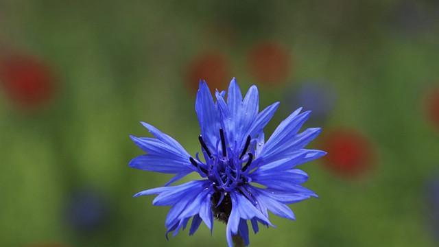 蓝色矢车菊的花语代表什么含义？