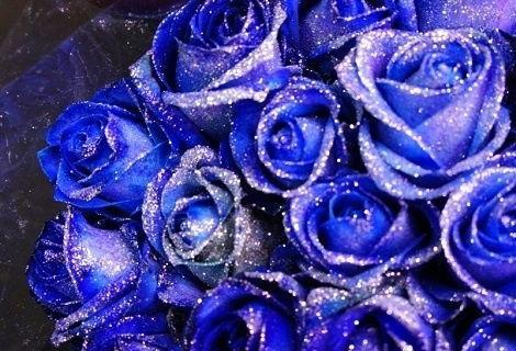 蓝色妖姬玫瑰花花语是什么？如何正确解读其含义？