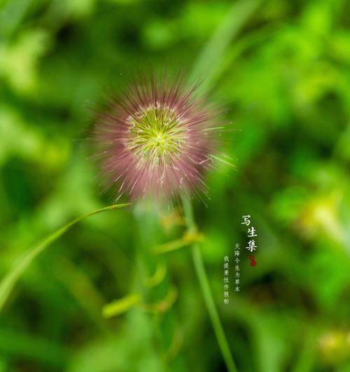狼尾草的花语是什么？如何正确解读狼尾草的象征意义？