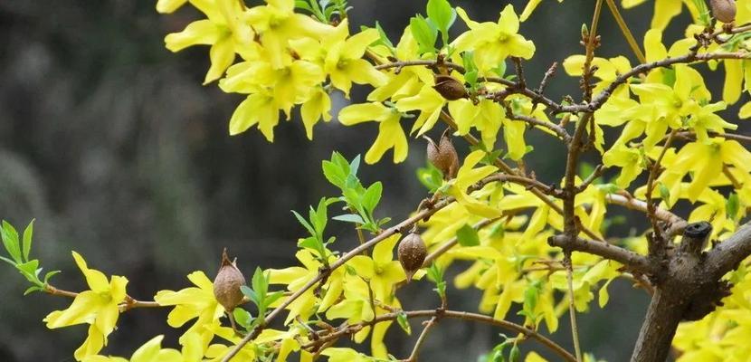 连翘花的花语是什么？连翘花寓意有哪些常见问题？
