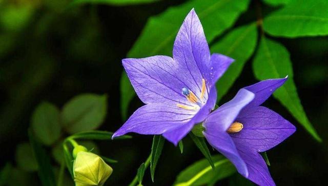 铃铛花的花语是什么？如何正确解读铃铛花的含义？