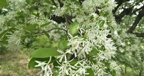流苏花的花语是什么？如何正确解读流苏花的含义？