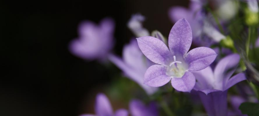 流苏花的花语是什么？如何正确解读流苏花的含义？