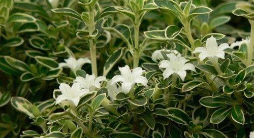 六月雪的花语是什么？如何养护六月雪花卉？