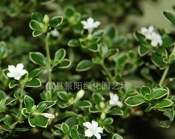 六月雪花语是什么意思？六月雪花的寓意有哪些？