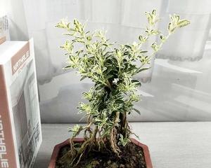 六月雪盆景的寓意是什么？如何养护六月雪盆景？